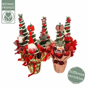 Chamaecyparis 'Christmas Friends'