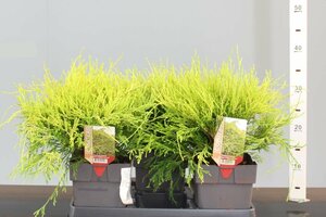 Chamaecyparis p. 'Filifera Aurea' 2L