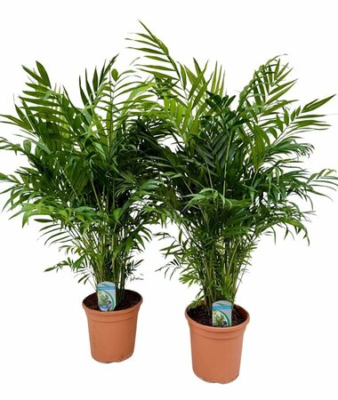 Chamaedorea elegans P20