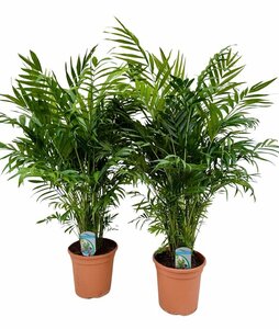 Chamaedorea elegans P20