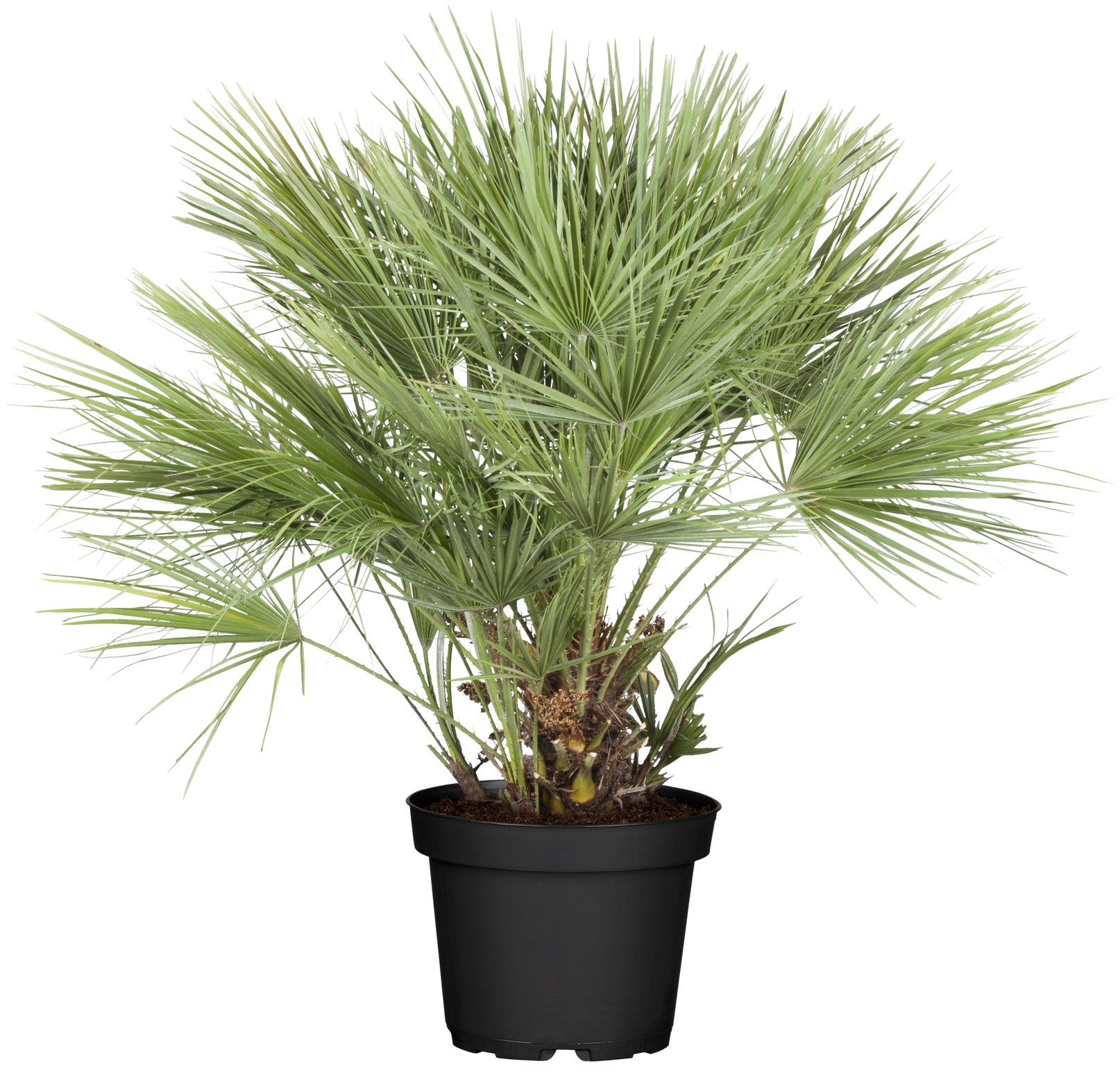 CHAMAEROPS humilis 50-80cm - D and M Garden Centre