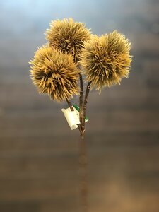 Chestnut Fruit brown
