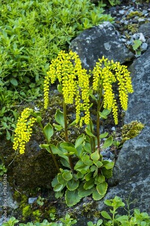 Chiasatophyllum oppositifolium