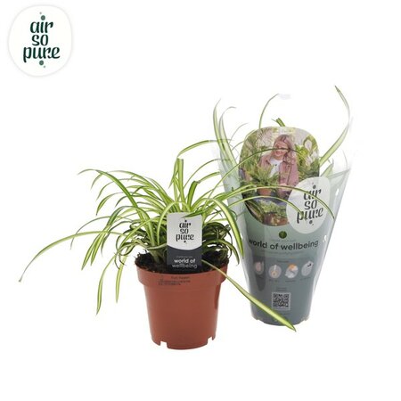 Chlorophytum com Atlantic 'Air So Pure'