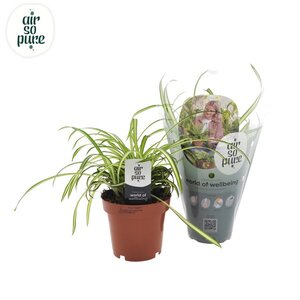 Chlorophytum com Atlantic 'Air So Pure'