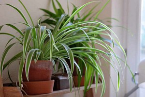 Chlorophytum comosum