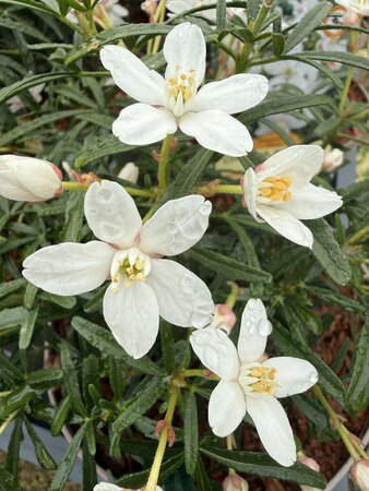CHOISYA T. SCENTED GEM - image 1