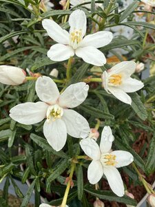 CHOISYA T. SCENTED GEM
