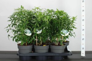 Choisya ternata 25-30 CM