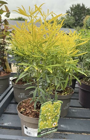 CHOISYA TERNATA AZTEC GOLD