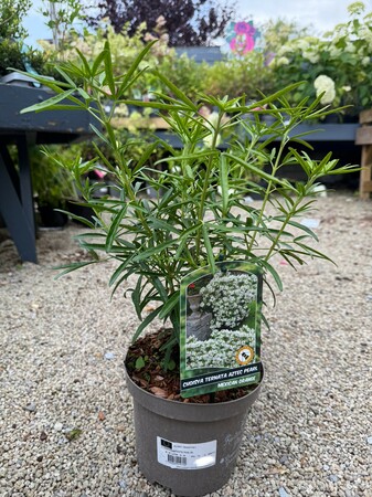 CHOISYA TERNATA AZTEC PEARL (RP)