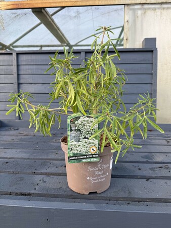 CHOISYA TERNATA AZTEC PEARL (RP)