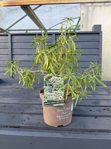 CHOISYA TERNATA AZTEC PEARL (RP)