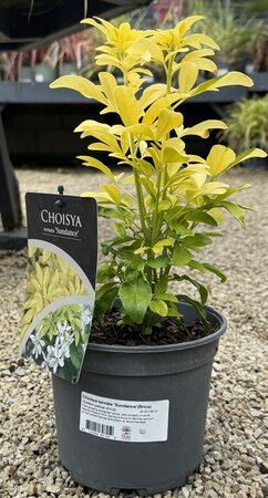 Choisya ternata 'Sundance'(Brica)