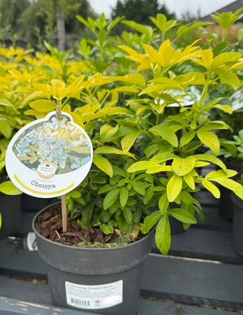 Choisya ternata 'Sundance'(Brica) 25-30 CM