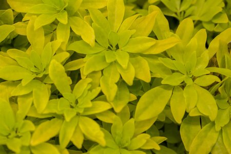 Choisya ternata 'Sundance'(Brica) 25-30 CM - image 2