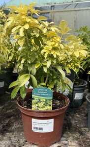 CHOISYA ternata Sundance (Lich)