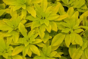 CHOISYA ternata Sundance (Lich)