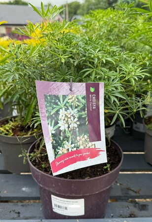 CHOISYA ternata White Dazzler