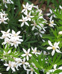CHOISYA TERNATA WHITE DAZZLER