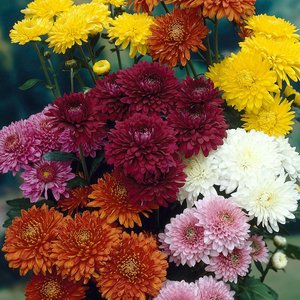 CHRYSANTHEMUM BUSH MIXED