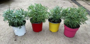 CHRYSANTHEMUM BUSH in Varieties
