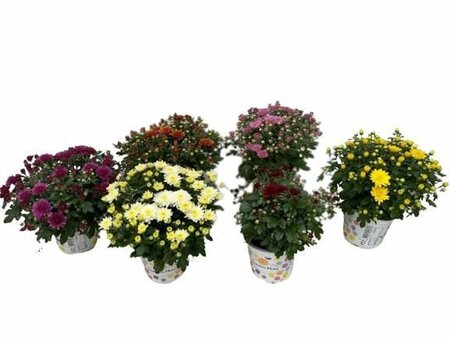 Chrysanthemum(Garden Mum) mix