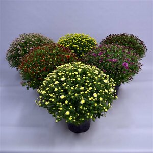 Chrysanthemum(Garden Mum) mix