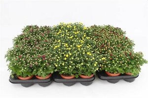 Chrysanthemum (Garden Mum) mix²