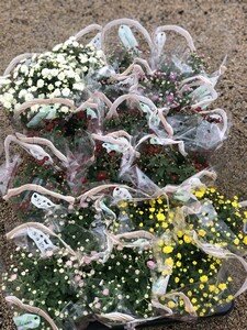 Chrysanthemum(Garden Mum) mix