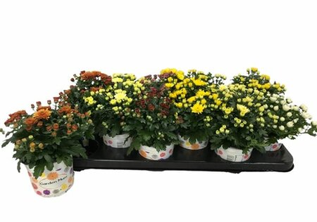 Chrysanthemum(Garden Mum) mix P10.5