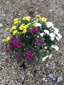 Chrysanthemum (GM) 'Carnaval'