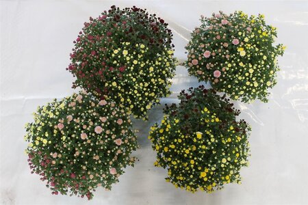 Chrysanthemum (GM) 'Rock 'n Roll' P19 (45 cm)