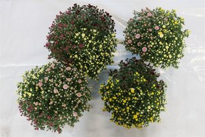 Chrysanthemum (GM) 'Rock 'n Roll' P19 (45 cm)