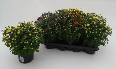 Chrysanthemum indicum mix  P13