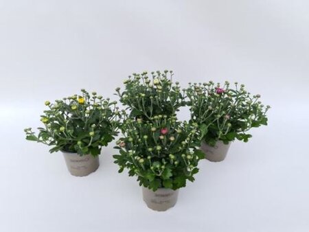 Chrysanthemum indicum mix