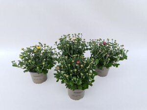 Chrysanthemum indicum mix
