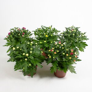 Chrysanthemum indicum mix  P10.5