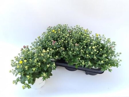 Chrysanthemum indicum trio