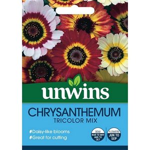 Chrysanthemum Tricolor Mix