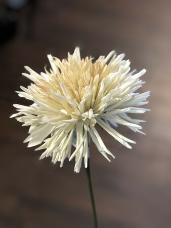 Chrysanthumum Light Green