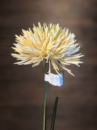 Chrysanthumum Yellow 