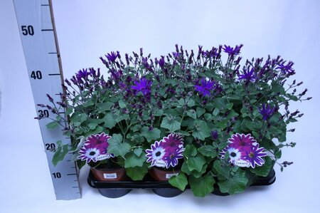 Cineraria sen.blue