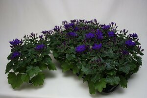 Cineraria sen.deep blue