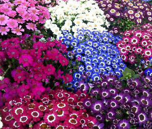 Cineraria sen. mixed