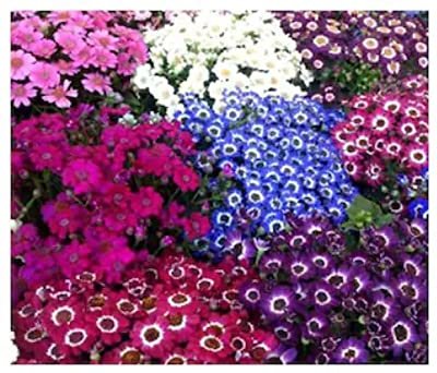 Cineraria sen. mixed