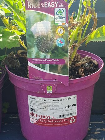 Cirsium riv. 'Frosted Magic' ®