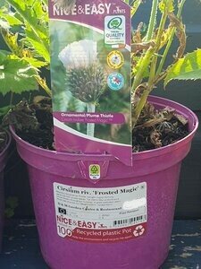 Cirsium riv. 'Frosted Magic' ®