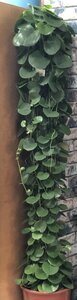 Cissus rotundifolia pil.shape - image 2