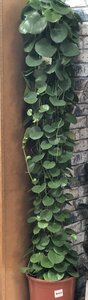 Cissus rotundifolia pil.shape - image 2